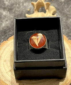Bague Fossil Blood – Dents de requin fossile • Résine rouge
