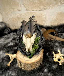 Alternative view of Reliquaire de Corneille – Fragment sacré & forêt profonde